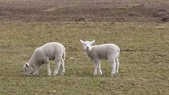 Дефицит от 50 000 до 60 000 агнета за Великден и Гергьовден