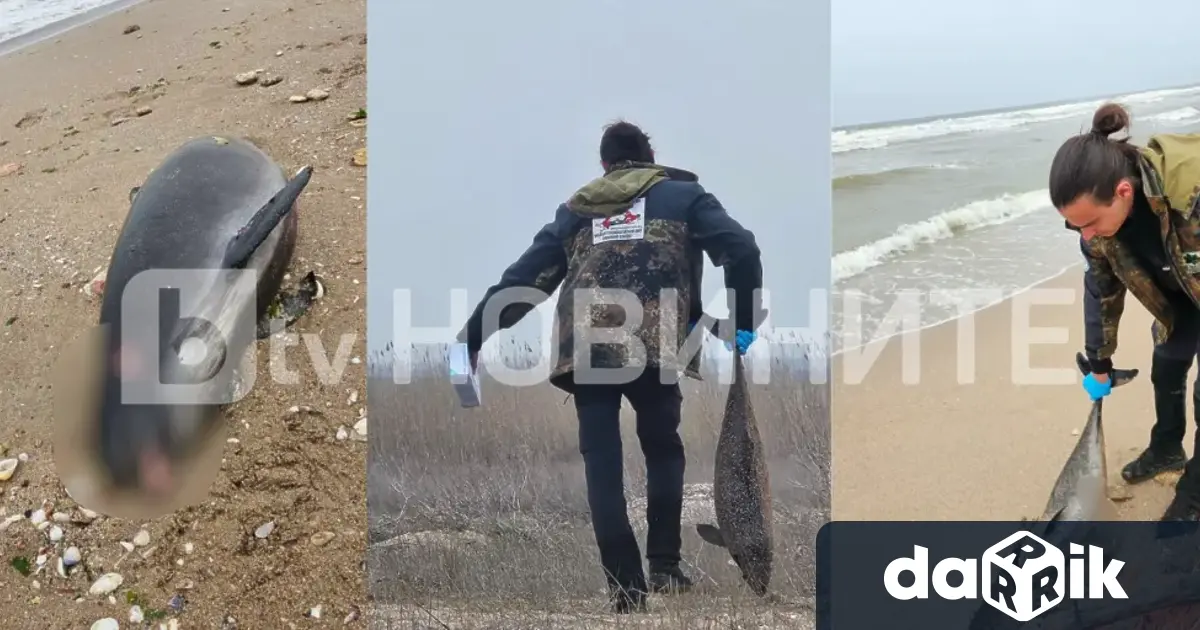 Девет делфина и над 300 средиземноморски буревестници са открити мъртви