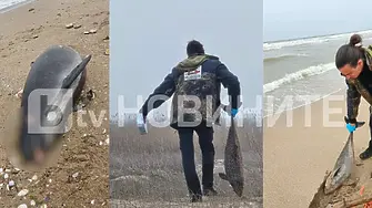 Зелени Балкани: 9 делфина и над 300 буревестници са открити мъртви по Северното Черноморие