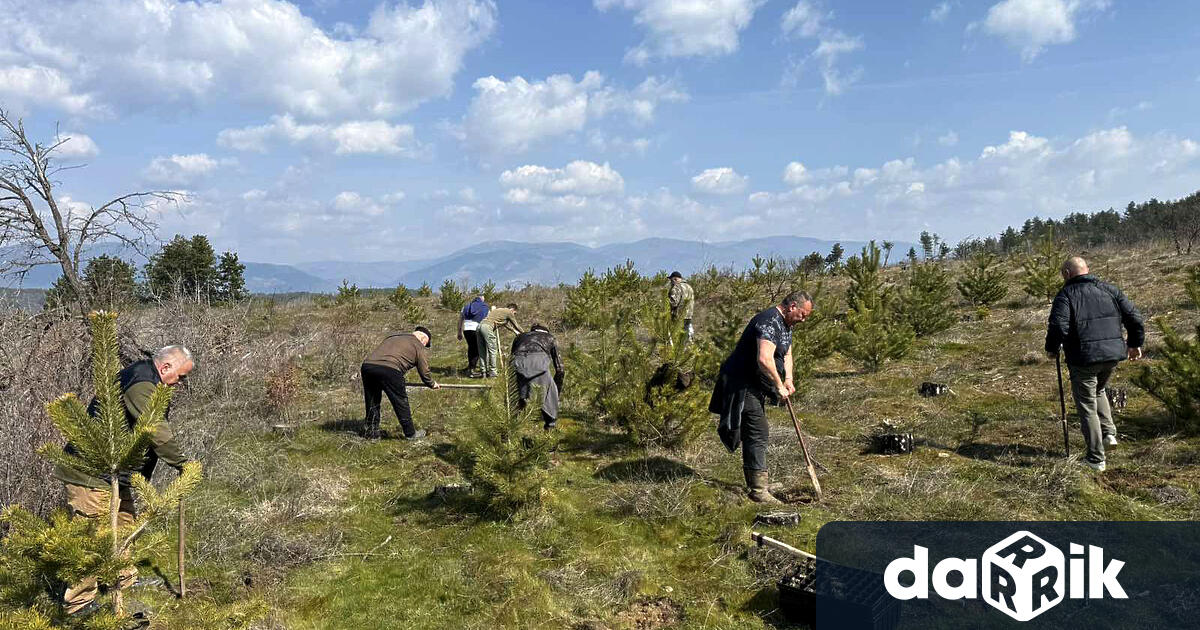 Приключи пролетното попълване на новосъздадените горски култури от черен бор