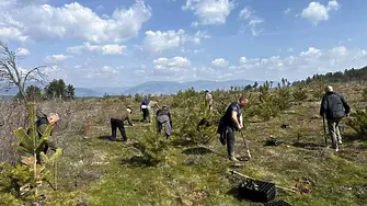 До язовир „Жребчево“ засадиха черен бор на площ от 11 декара 
