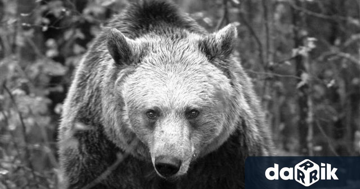 На 34 годишна възраст почина мечката Рада която през май 2006