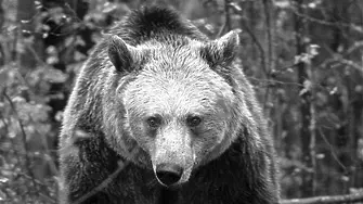 Почина една от мечките в парка край Белица