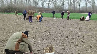 Залесиха площ от 42 декара с фиданки от летен дъб край сливенското село Крушаре