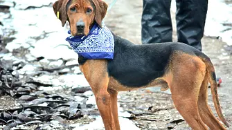 Община Видин наложи санкция за изоставяне на куче