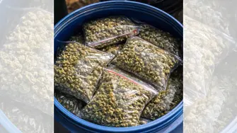 Разбиха наркооранжерия в Бургас- иззеха марихуана съхранявана в бидони