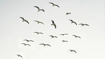 Над 100 мъртви птици в Шабла