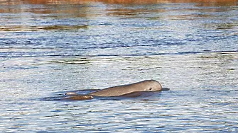 След масовото измиране на редки птици - откриха и мъртви делфини край Шабла