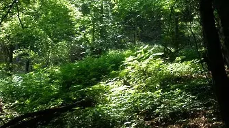 Днес се отбелязва Международния ден на гората