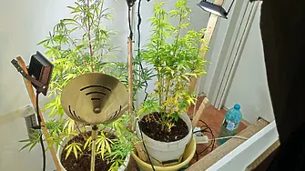 Криминалисти от ОДМВР-Монтана разкриха малка наркооранжерия в ателието на 41-годишен монтанчанин 