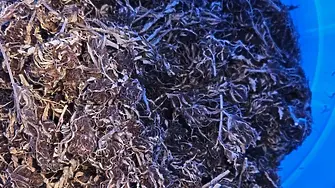 Двама мъже от Лом са в ареста заради наркотици и незаконно оръжие