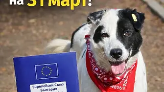 До 31 март  трябва да платите годишната такса за притежаване на домашно куче