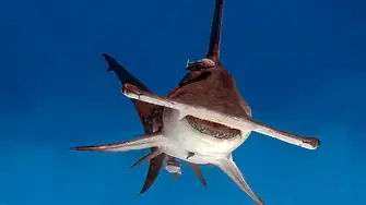 Още 40 животински вида ще се ползват с международна защита