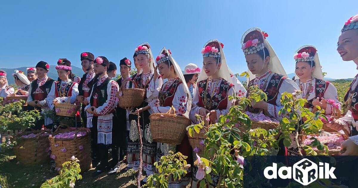 С всяка изминала година площите с маслодайна роза у нас