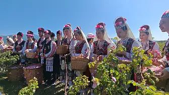 Изчезва ли националният ни символ – маслодайната роза? 