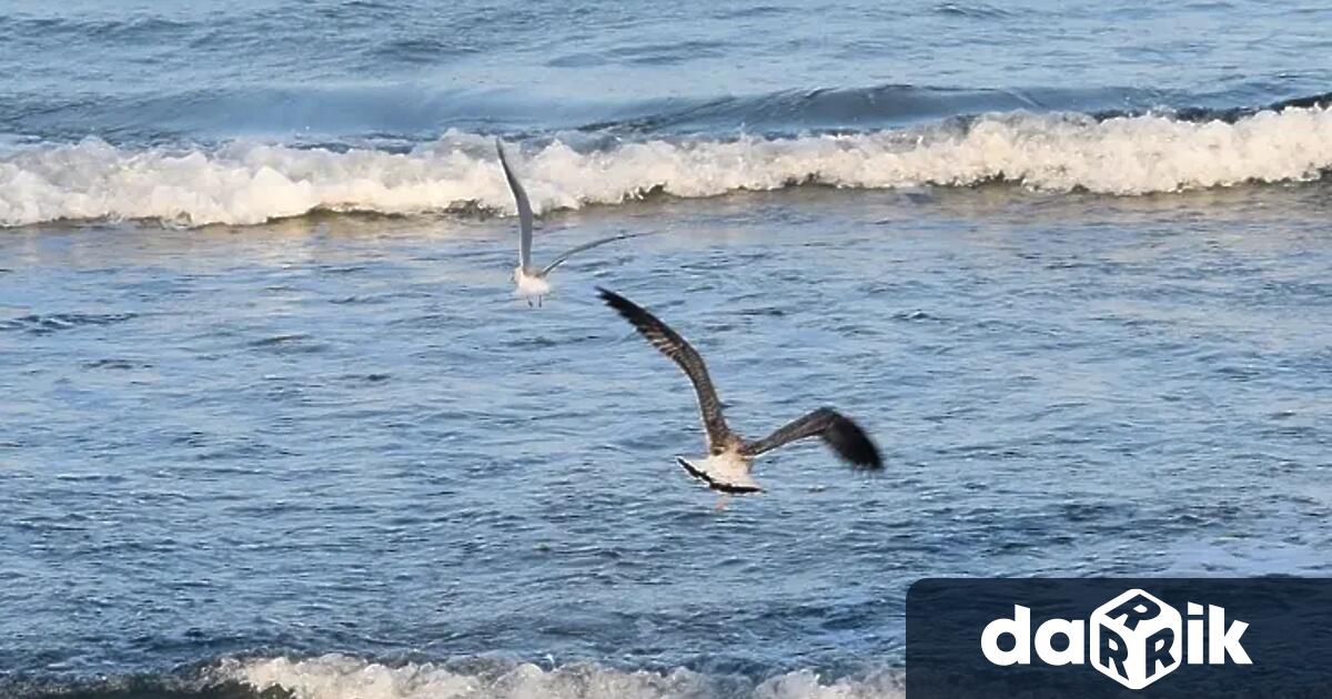 В първия ден нааприл отбелязвамеMеждународния ден на птиците Решението за