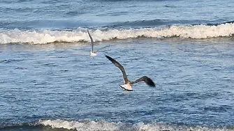 Днес е Международният ден на птиците