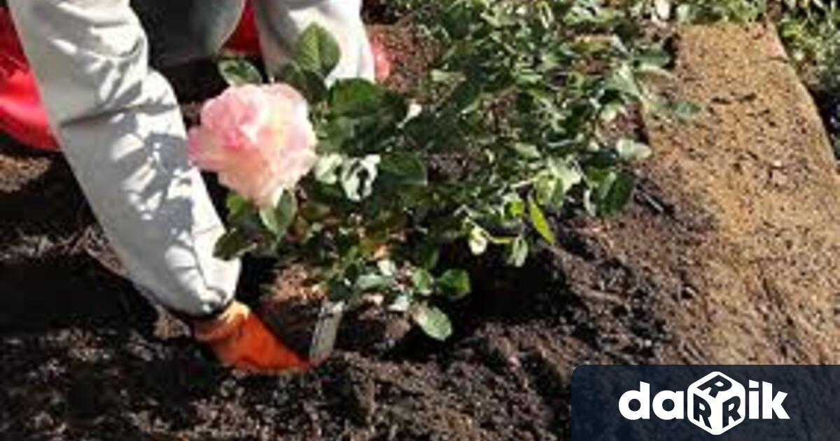 Започна засаждането на нови цветя във Видин Общинското предприятие Чистота