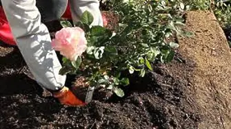 500 нови рози ще красят Видин от тази пролет