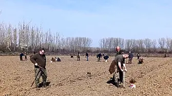 Засадиха фиданки от летен дъб в землището на Крушаре