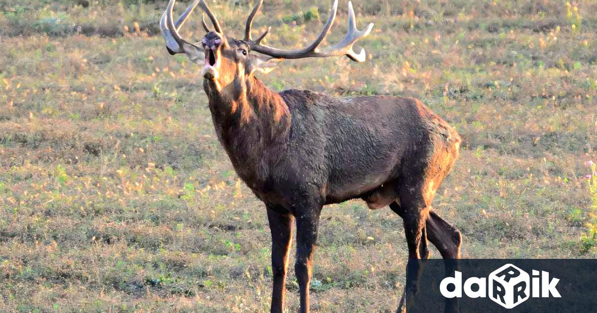 Служители на Държавно ловно стопанство Росица – гр Севлиево взеха