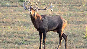 Разкриха мащабно бракониерство в севлиевското село Ловнидол