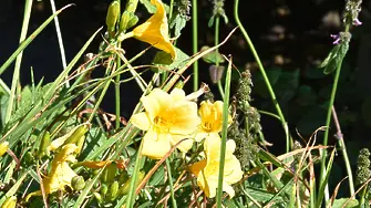 Днес празнуваме Цветница