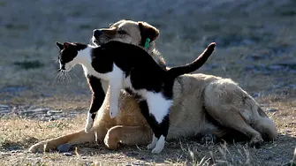 Зверства с животни край Велико Търново: Тече разследване