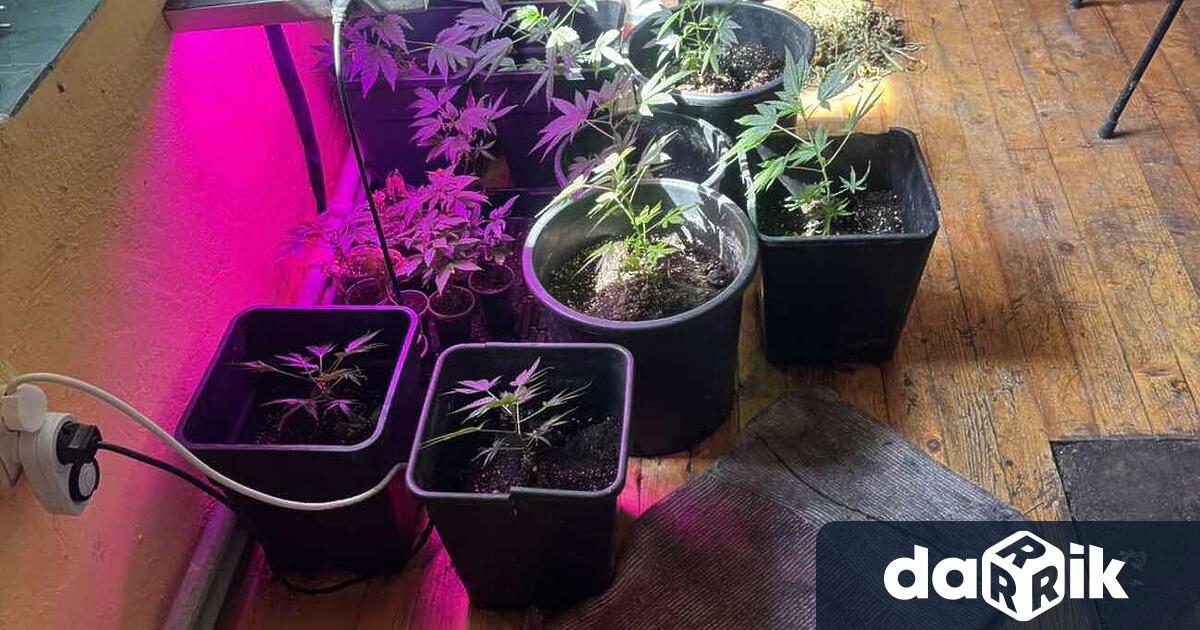Нарколаборатория за отглеждане на марихуана е разкрита при полицейски действия