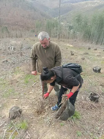 Близо 8000 фиданки поставиха началото на нова гора край Габрово