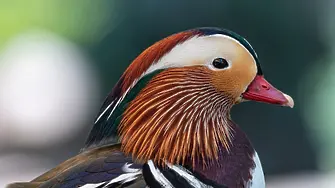 Зоологическата градина в София с лятно работно време и без почивен ден