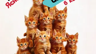 14 карнавални картини влизат в надпреварата за голямата награда от 4 000 евро в Карнавал Габрово 2026 