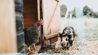 Малки земеделски стопани получиха месец по-рано над 7,5 млн. евро