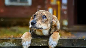 До 8 май Община Мездра набира преброители на безстопанствените кучета на територията на общината