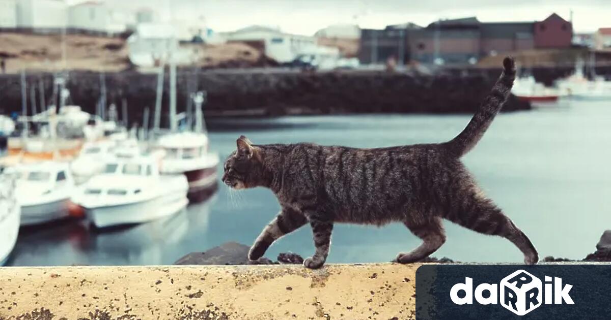 Гърция е убежище на една от най големите популации на бездомни