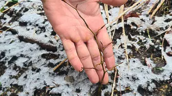 СЦДП напредва с изпълнението на дейностите по проекта за подобряване състоянието на 81 000 дка гори в НАТУРА 2000