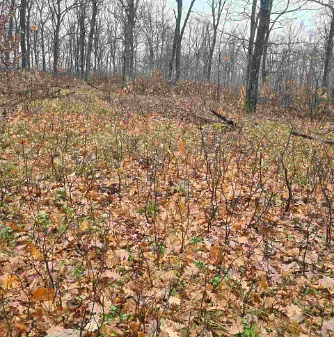 СЦДП напредва с изпълнението на дейностите по проекта за подобряване състоянието на 81 000 дка гори в НАТУРА 2000