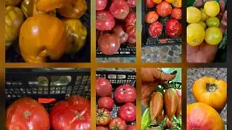 Земеделие без оран и съдове без токсини