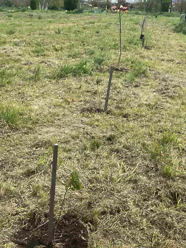 СЦДП подкрепи ученическа инициатива за залесяване в севлиевския парк „Казармите“ по повод Международния ден на горите 