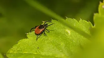 Сезонът на кърлежите: Как да се защитим?