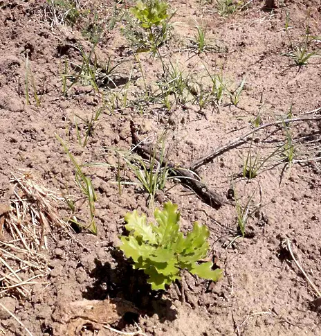 ЮИДП създава нови гори в рамките на проект „Зеленият пояс на Югоизточна България“