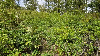 ЮИДП създава нови гори в рамките на проект „Зеленият пояс на Югоизточна България“