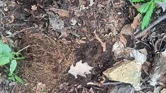 Спряха дейности край Горнослав след унищожаване на защитен родопски силивряк