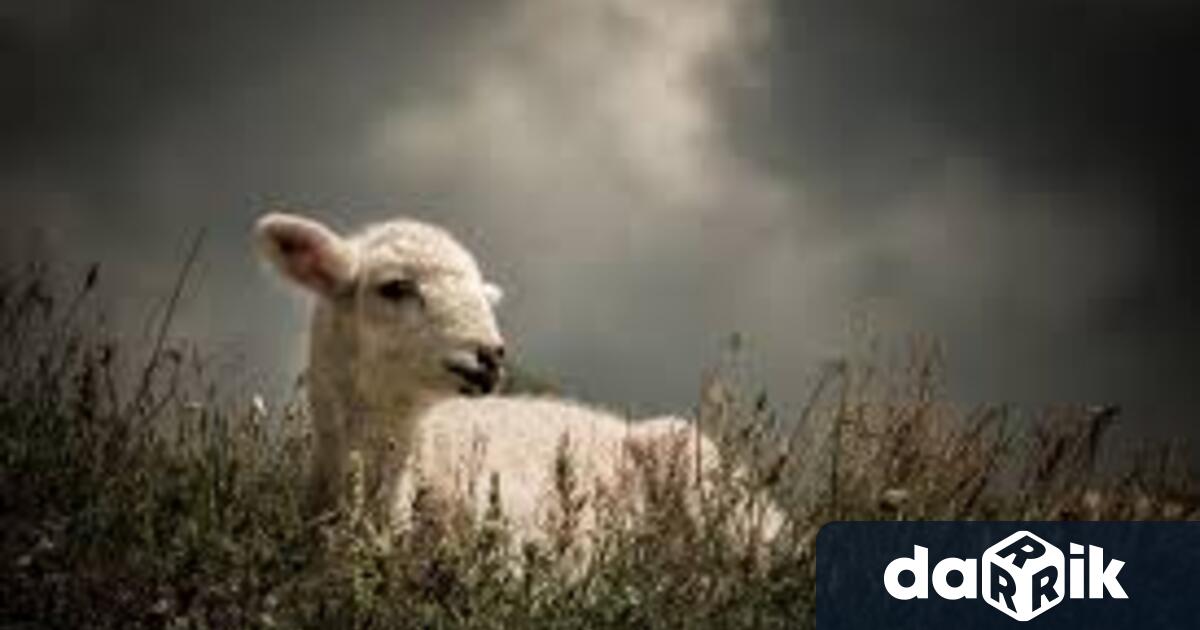 Жител на врачанското с Баурене се оплака в полицията че