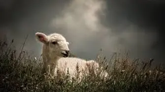 Откраднаха агне от кошарата на мъж от врачанско село - полицията откри крадеца и върна  животното на собственика му