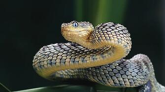 Извадиха змия от двигателя на кола