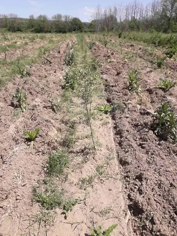 ЮИДП създава нови гори в рамките на проект „Зеленият пояс на Югоизточна България“