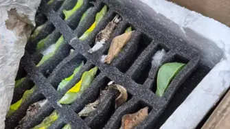 Необичайна контрабанда: Откриха 530 какавиди на екзотични пеперуди при проверка на „Капитан Андреево“