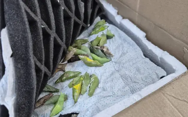 Необичайна контрабанда: Откриха 530 какавиди на екзотични пеперуди при проверка на „Капитан Андреево“