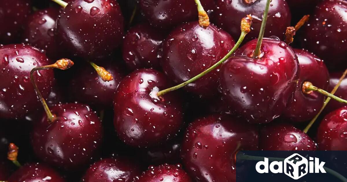 Сорта череши Лапис се оказа по-издръжлив на сланата и ще